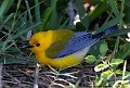 _B236411 prothonatary warbler